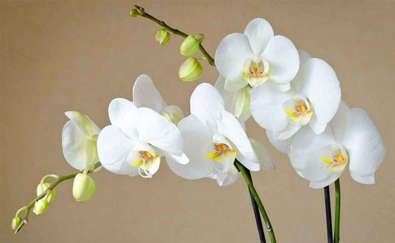 come prendersi cura delle orchidee