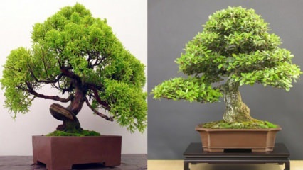 Come coltivare un bonsai? Come prendersi cura di un albero bonsai Caratteristiche dell'albero dei bonsai 