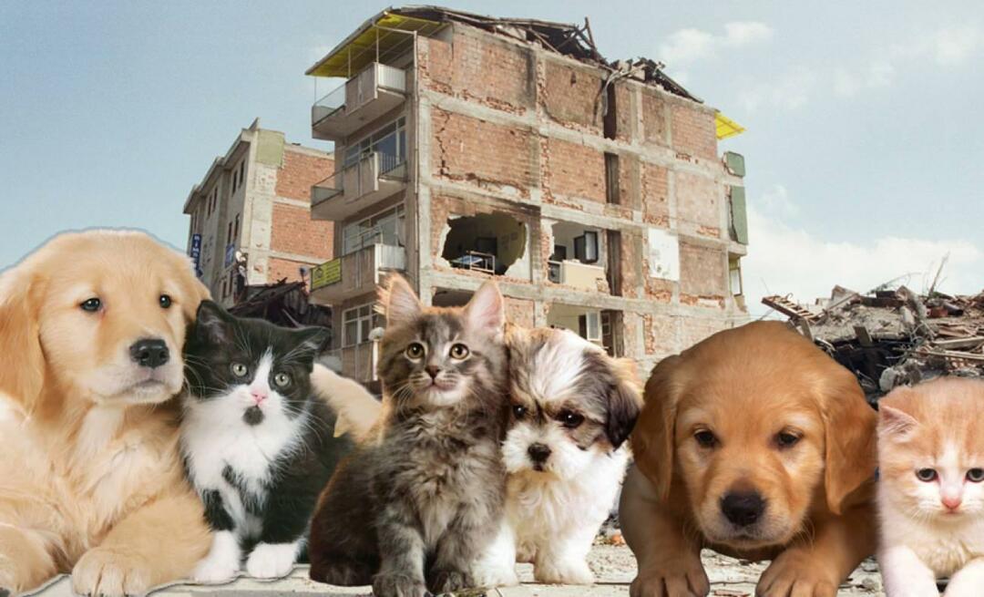 Cosa deve fare prima e dopo il terremoto chi ha animali domestici? Chi ha un animale domestico al momento del terremoto