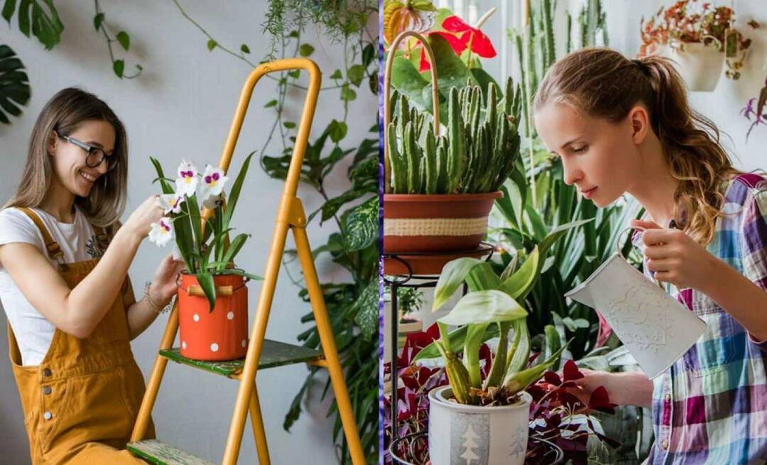 Quali sono i fiori di novembre? L'uso dei fiori nella decorazione domestica della stagione autunnale