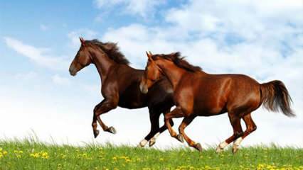 Cosa significa vedere un cavallo in sogno? Il significato di cavalcare un cavallo in un sogno secondo Diyanet