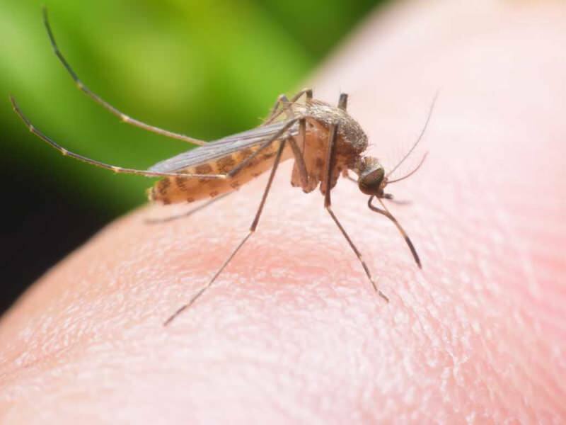 Come preparare un repellente naturale per le zanzare a casa? Ricette repellenti naturali per le mosche
