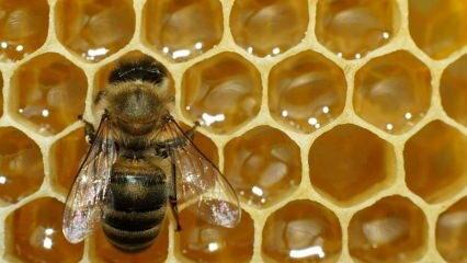 Dove viene usato il veleno d'api? Quali sono i benefici del veleno d'api? Per quali malattie è adatto il veleno d'api?