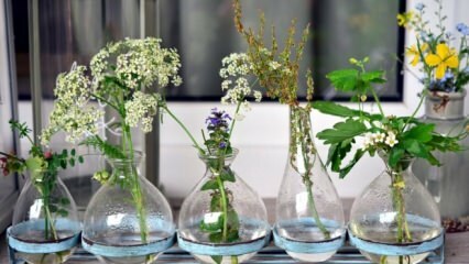 Cosa si dovrebbe fare in modo che i fiori del vaso non sbiadiscano?