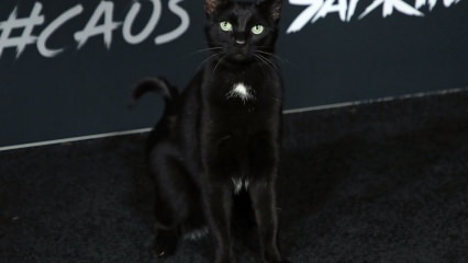 Un gatto nero alla premiere di Hollywood ...