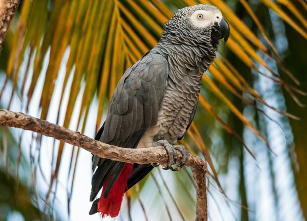 Cura e addestramento del pappagallo Jako