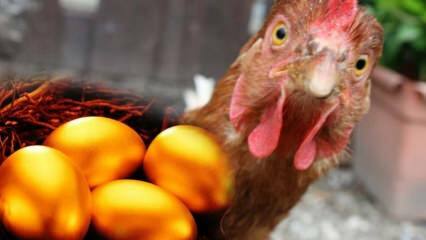 Un cittadino di Bursa ha portato pollo brasiliano dall'oro