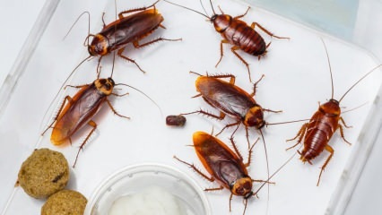 Come vengono spruzzati gli scarafaggi in casa? Come distruggere gli scarafaggi