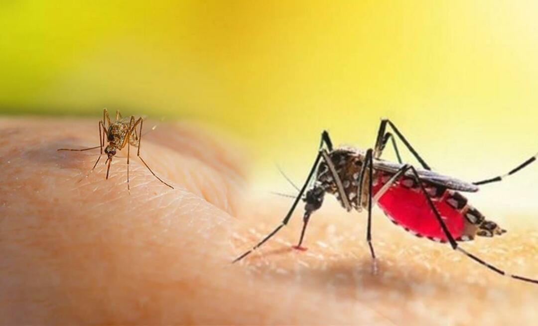 Quali sono i sintomi di una puntura di zanzara Aedes? Modi per evitare una puntura di zanzara Aedes?
