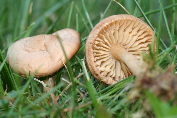 Quali sono i vantaggi del fungo? Per quali malattie sono utili i funghi?