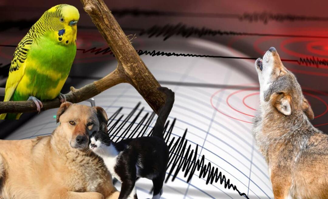Gli animali percepiscono i terremoti in anticipo? Terremoto e comportamento anomalo degli animali...