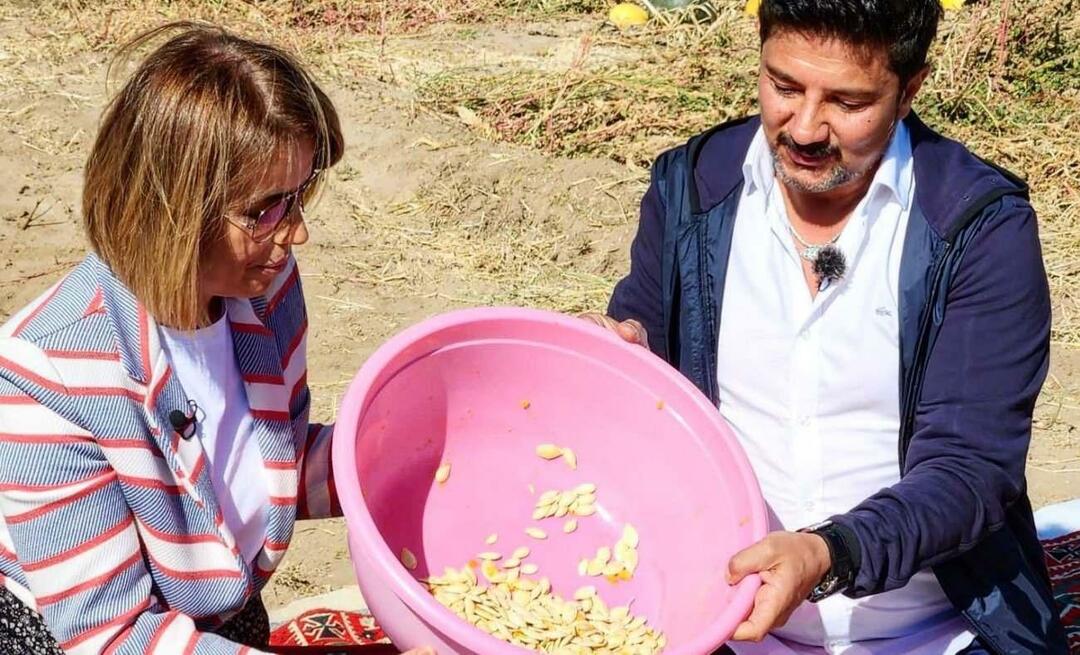 I semi di zucca per gli spuntini sono stati raccolti a Nevşehir!