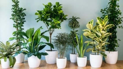 8 piante facili da mantenere