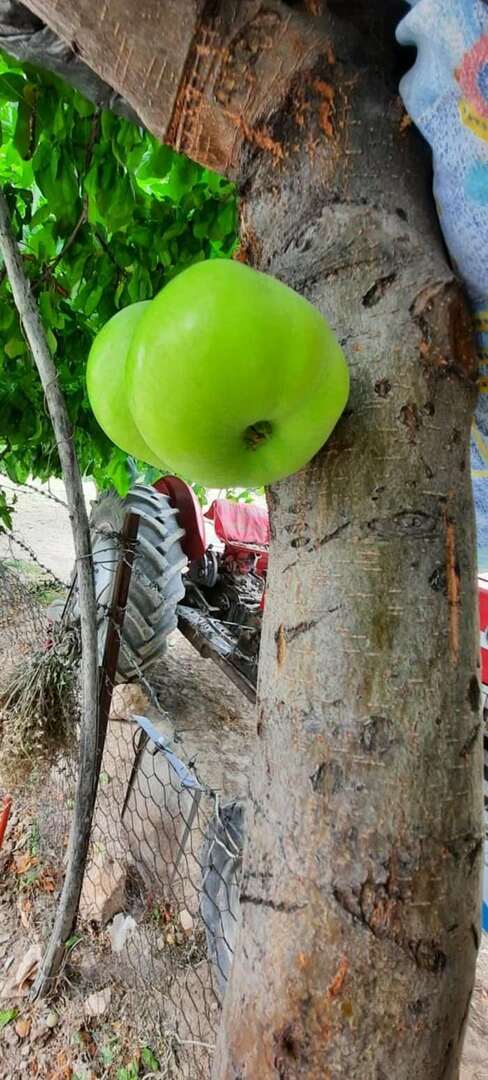 L'albero che coltiva frutti sul suo corpo ha sorpreso tutti!