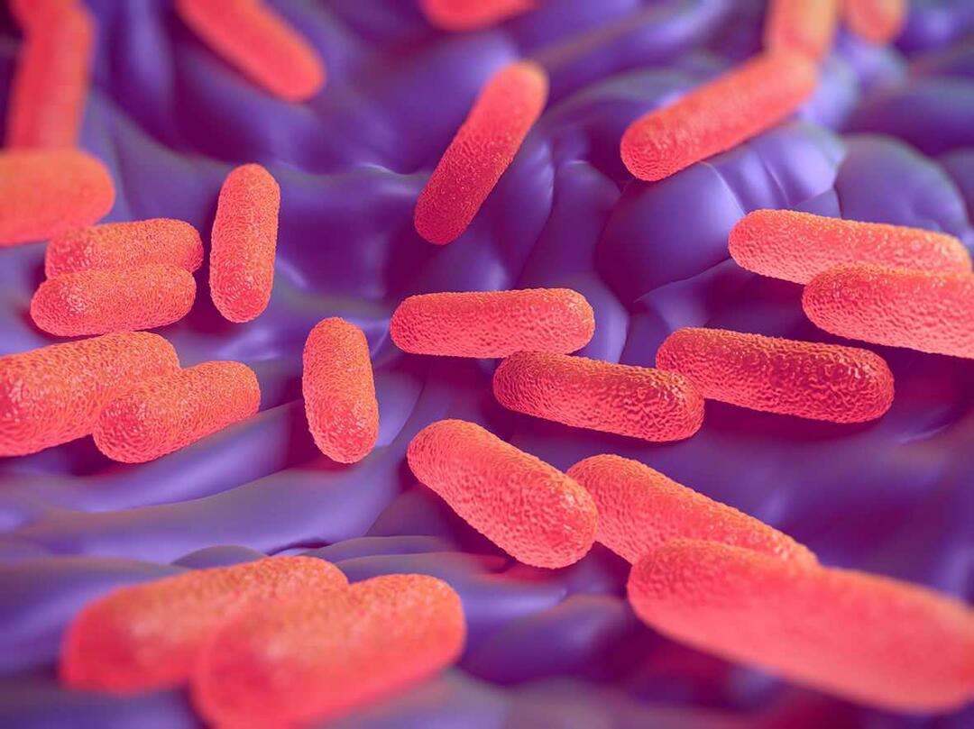 Cos'è il batterio della Salmonella? Quali sono i sintomi della Salmonella?