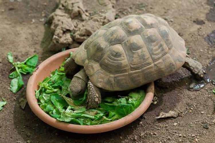 Cosa mangia la tartaruga e come si nutre? Quali sono gli alimenti che la tartaruga ama?