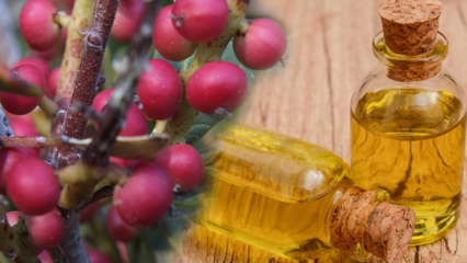 Quali sono i benefici del frutto Çitlembik (Menengiç)? Cosa fa l'olio di citlemob?