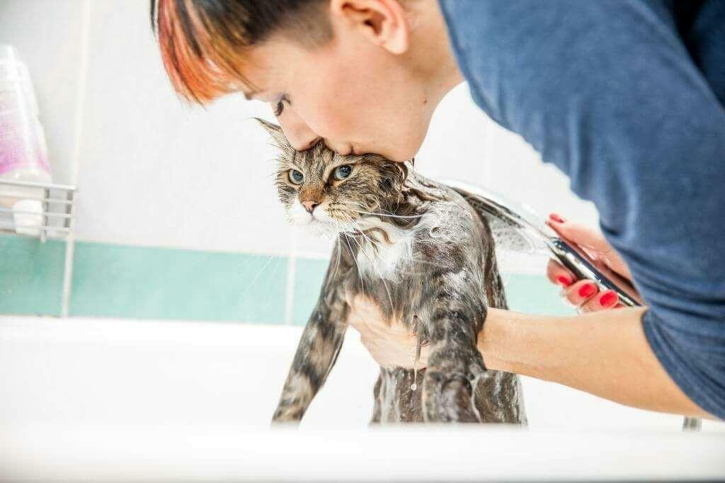 Metodi di lavaggio dei gatti
