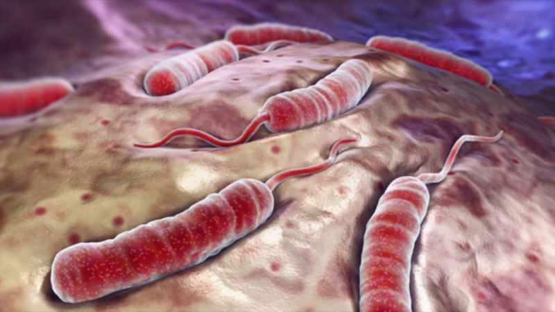 Cos'è uno scoppio di colera? Quando è iniziato lo scoppio del colera? Quali sono i sintomi dell'epidemia di colera?