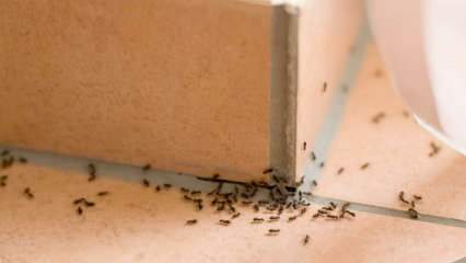 Metodo efficace per rimuovere le formiche a casa! Come possono essere distrutte le formiche senza uccidere? 