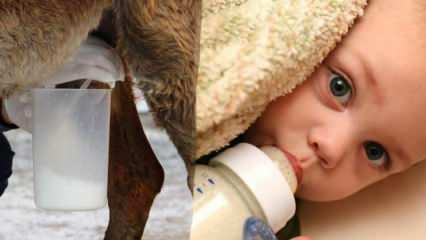 Qual è il latte più vicino al latte materno? Cosa viene somministrato al bambino nella carenza di latte materno?