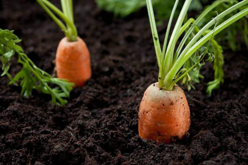 Come coltivare carote in vaso a casa? Metodi di coltivazione della carota in vaso