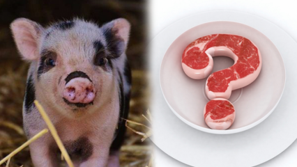 È vietato il maiale, perché è vietato il maiale? Attenzione ai marchi di maiale!