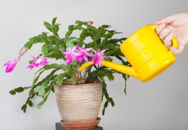  Cosa si dovrebbe fare per i fiori che ricevono acqua in eccesso? 