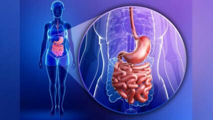 Cos'è la sindrome dell'intestino permeabile? Quali sono i sintomi della sindrome dell'intestino che perde?