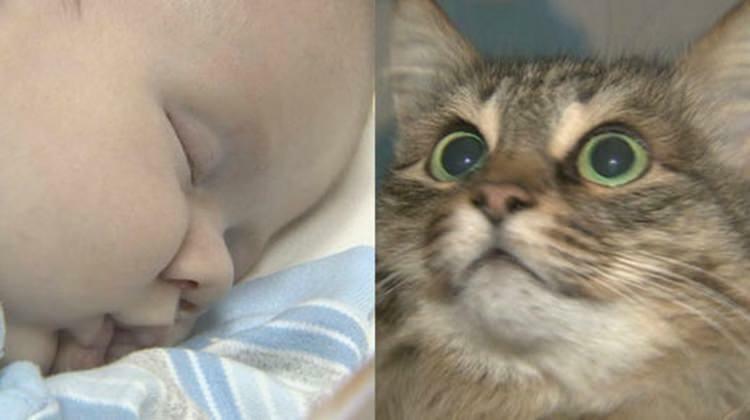 Il gatto randagio ha salvato la vita al bambino!