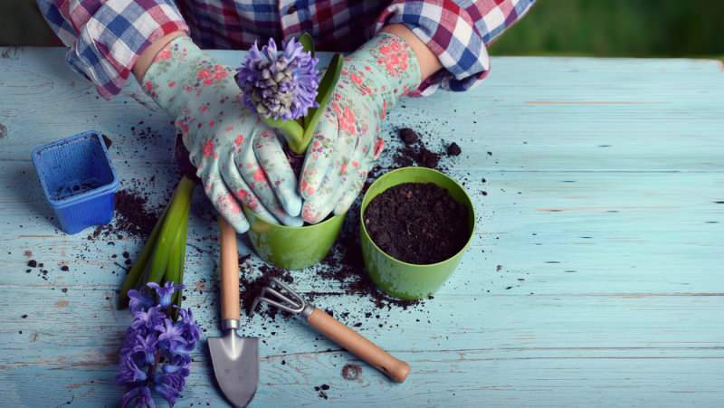 quali fiori vengono piantati in primavera