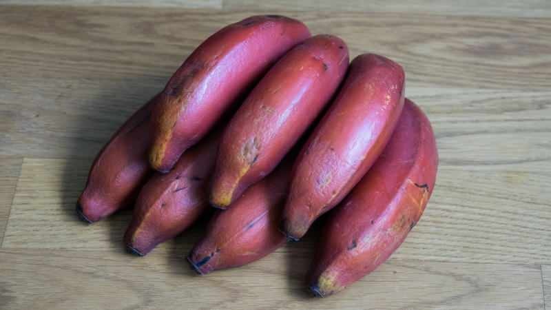 le banane rosse diventano viola man mano che maturano