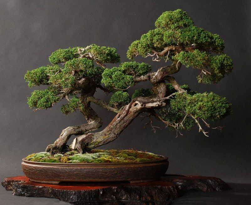  Come prendersi cura di un bonsai