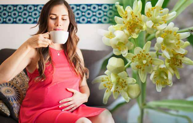 La tisana è bevuta durante la gravidanza? Tisane a rischio durante la gravidanza