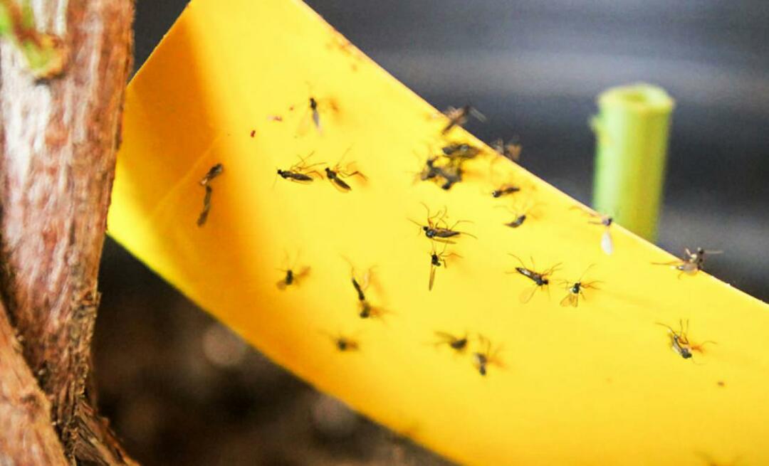 La soluzione definitiva agli insetti in casa! Come evitare che piccole mosche volino in casa?