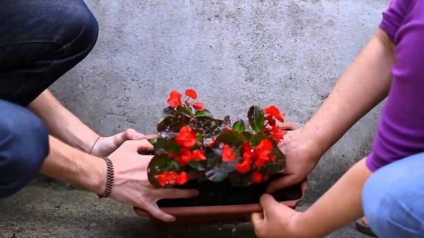 Come piantare un fiore in un vaso di fiori? Come potare un fiore?