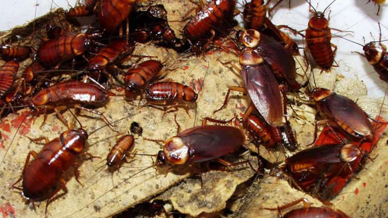 Come trattare gli scarafaggi a casa | Come distruggere gli scarafaggi?