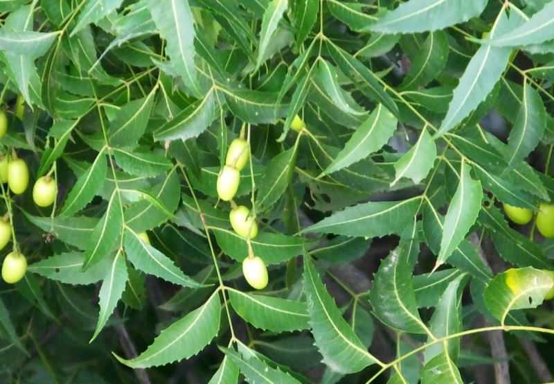 l'albero di neem rimuove le tossine dal corpo