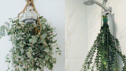 Come appendere l'eucalipto sotto la doccia? Modi per utilizzare l'eucalipto nella decorazione del bagno!