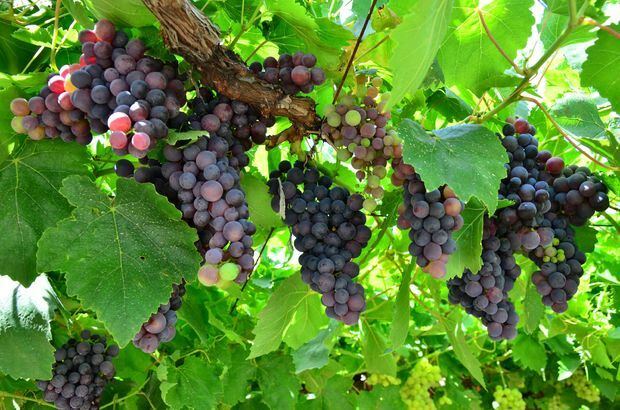 I benefici dell'uva