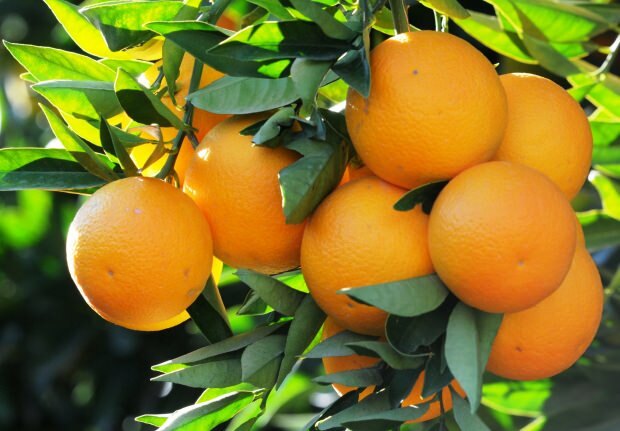 I benefici dell'arancia