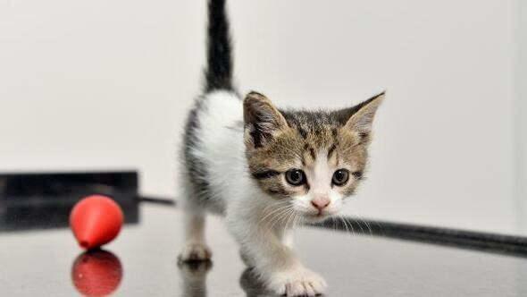 Come portare i gatti all'abitudine alla toilette