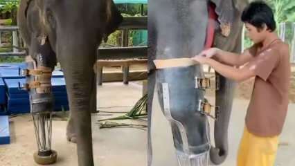 I giovani social media hanno scosso la tua protesi alla gamba per gli elefanti! 