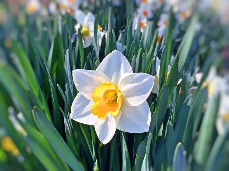 Cos'è il sapone di narciso e a cosa serve? Pulizia della pelle con sapone alla calendula