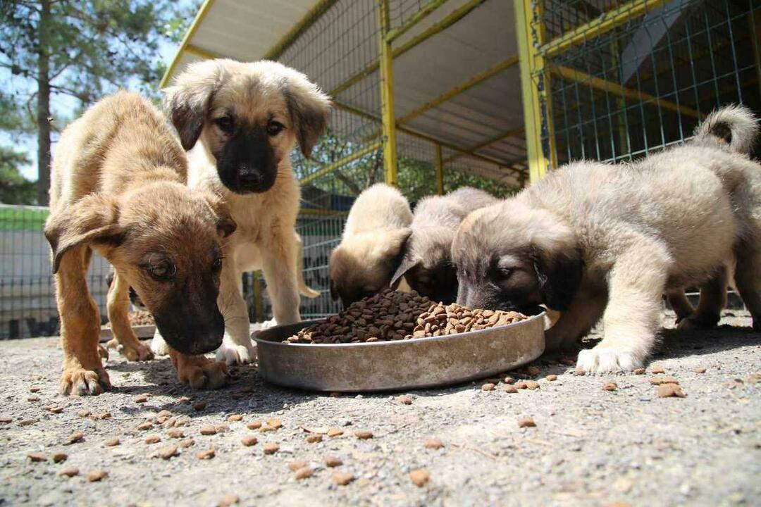 Dare da mangiare agli animali randagi sostituisce la carità?