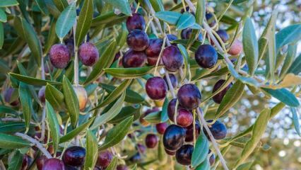 Quali sono i benefici dell'oliva? Come viene consumata la foglia di ulivo? Se ingerisci semi di ulivo ...