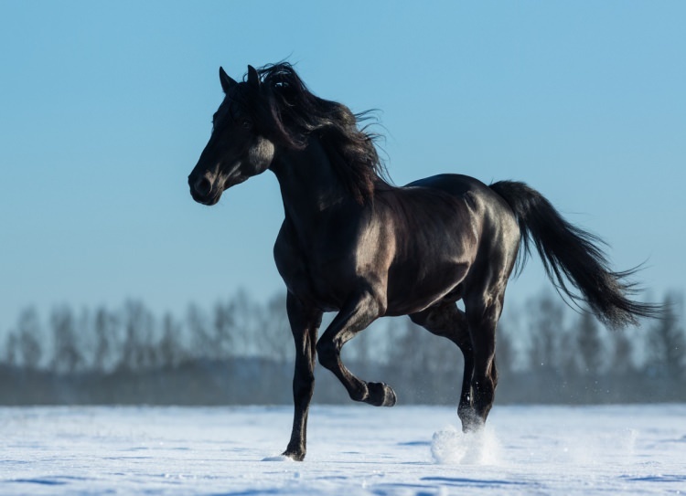 Come dire un cavallo in un sogno? Qual è il significato di vedere un cavallo in sogno?