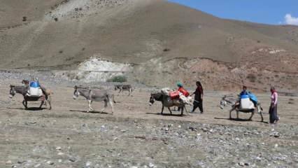 Impegnativo viaggio "latte" delle donne nomadi sugli asini!