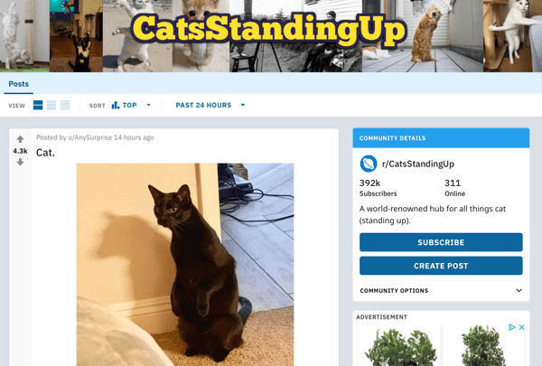 Come commercializzare la tua attività su Reddit, post di esempio da subreddit r / CatsStandingUp