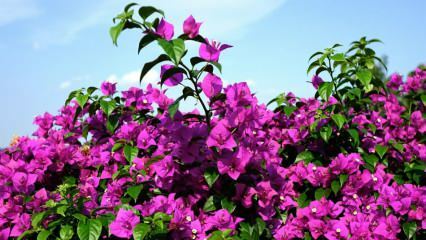Come prendersi cura e irrigare i fiori di bouganville? Quali sono le caratteristiche del fiore di bouganville